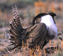 Gunnison sage grouse