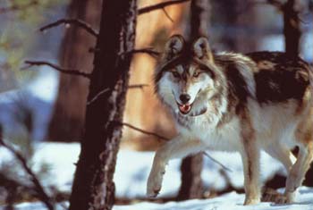 Mexican Grey Wolf