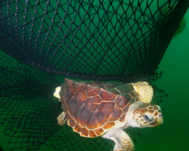 Loggerhead