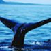 bowhead whale
