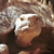 Desert tortoise
