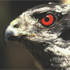 Queen Charlotte goshawk