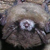 Bat Crisis
