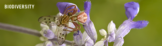 Biodiversity