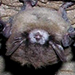 Bat Crisis