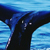 Bowhead whale