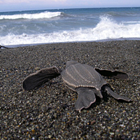 Leatherback sea turtle