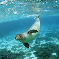 Hawaiian monk seal