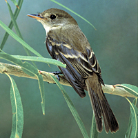 Southwestern willow flycatcher