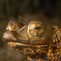 Puerto Rican crested toad