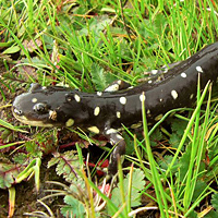 California tiger salamander