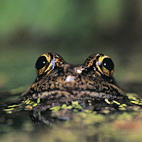 California red-legged frog