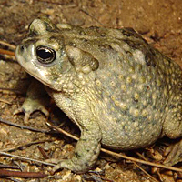 Arroyo toad