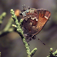 Thorne's hairstreak butterfly