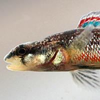 Trispot darter