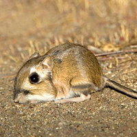 Stephens' kangaroo rat