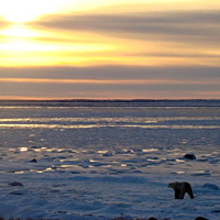 Polar bear sunset