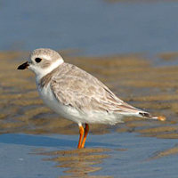 Piping plover