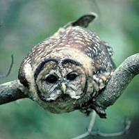 Mexican spotted owl