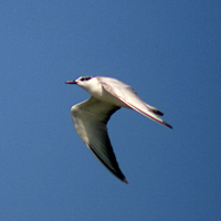 Gull-billed tern