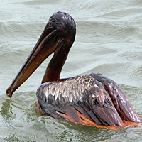 Oiled brown pelican