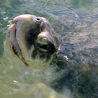 Kemp's ridley sea turtle