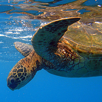 Green sea turtle