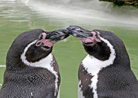 Humboldt penguins