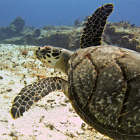 Hawksbill sea turtle