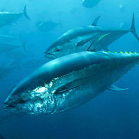 Bluefin tuna