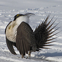 Greater sage grouse