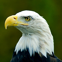 Bald eagle