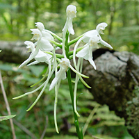 White fringeless orchid