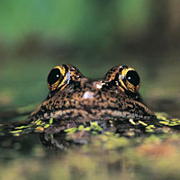 California red-legged frog