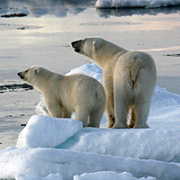 Polar bears