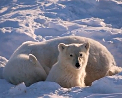 Polar bears