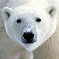 Polar bear
