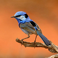 Splendid fairy wren