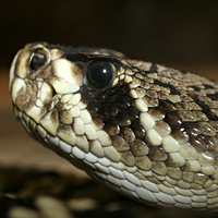 Eastern diamondback rattlesnake