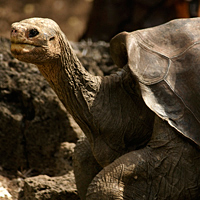 Lonesome George