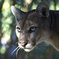 Florida panther