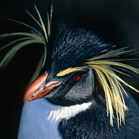 Rockhopper penguin