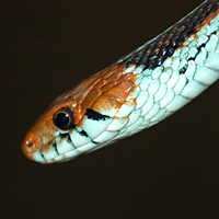 San Francisco garter snake