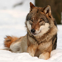 Gray wolf