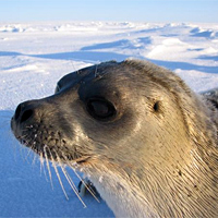 Ringed seal