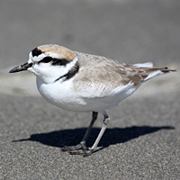 Snowy plover