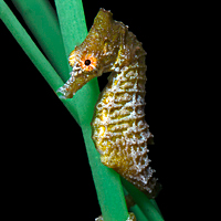 Dwarf seahorse