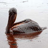 Oiled pelican