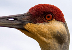 Florida sandhill crane