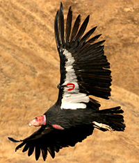 California condor